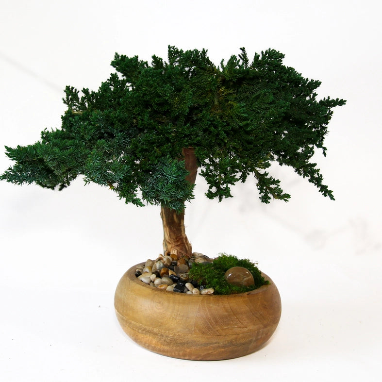 Preserved Bonsai Tree - 8"