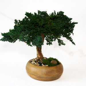 Preserved Bonsai Tree - 8"