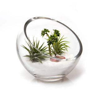Glass Terrarium Bowls - Asst. Sizes