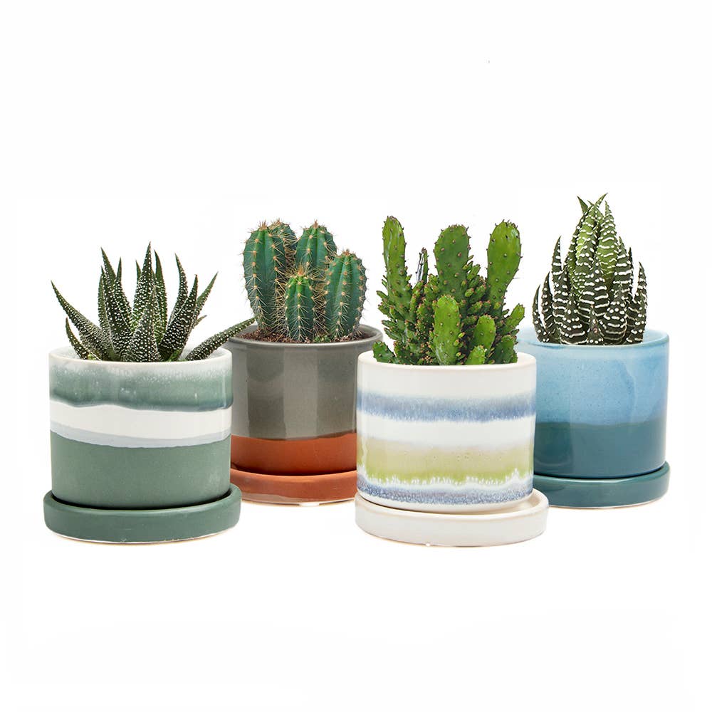 mini succulent containers Minute 3" Succulent Pots – Lichen or Knot Plant Company LLC