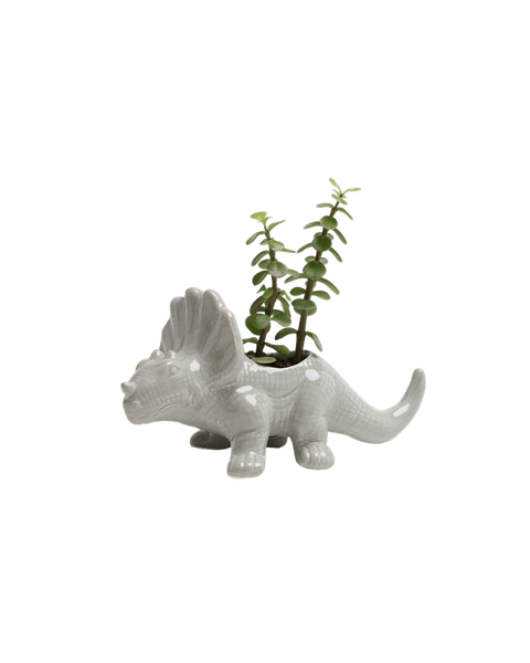 Dinosaur - Ceramic Pots