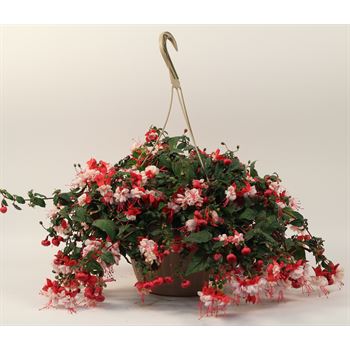 Fuchsia Premium | 10-inch Hanging Basket