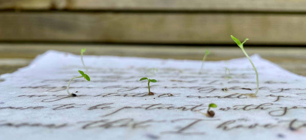 Hand-Drawn Art Plantable Greeting Card for All Occasions on Handmade Seed Paper - TEST