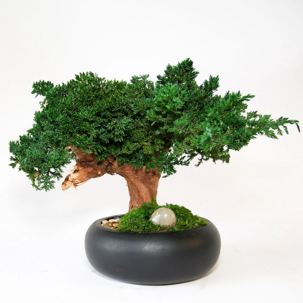 Preserved Bonsai Tree - 8"