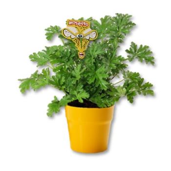 buy citronella plant seeds Citrosa | Yellow Pot
