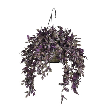 wandering jew hanging plant Wandering Jew