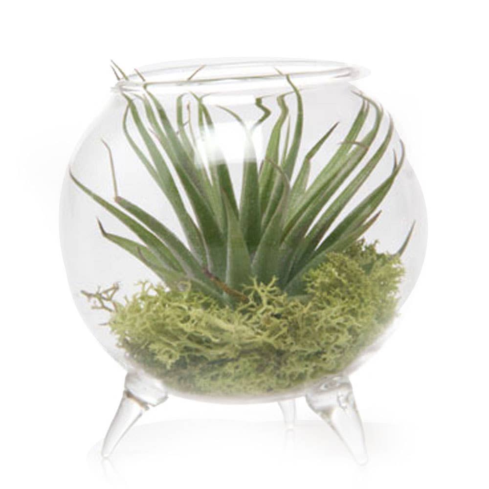 Glass Terrarium Single