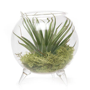 Glass Terrarium Single
