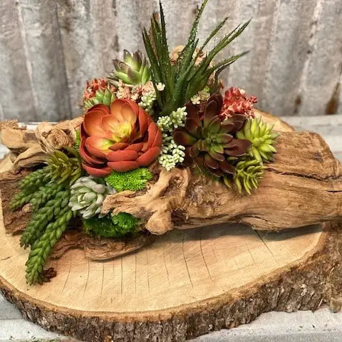 Echeveria Succulent Log