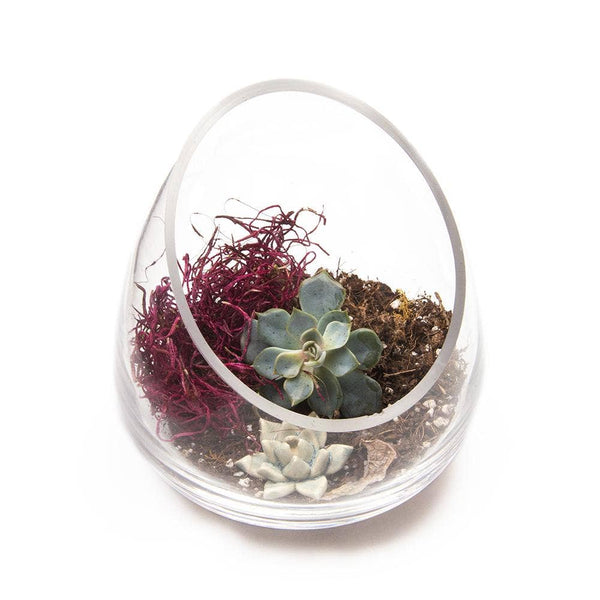 Glass Terrarium Bowls - Asst. Sizes