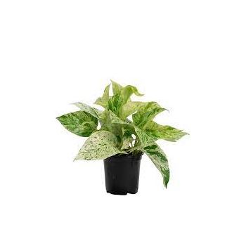 marble queen pothos online Epipremnum Marble Queen Pothos – Lichen or Knot Plant Company LLC