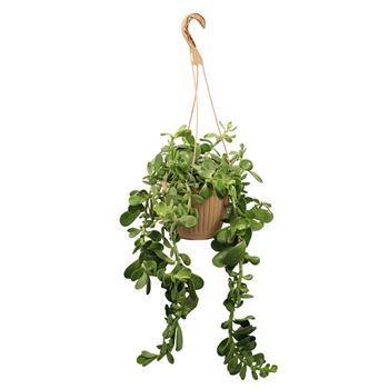 Trailing Jade | 6-inch Hanging Basket