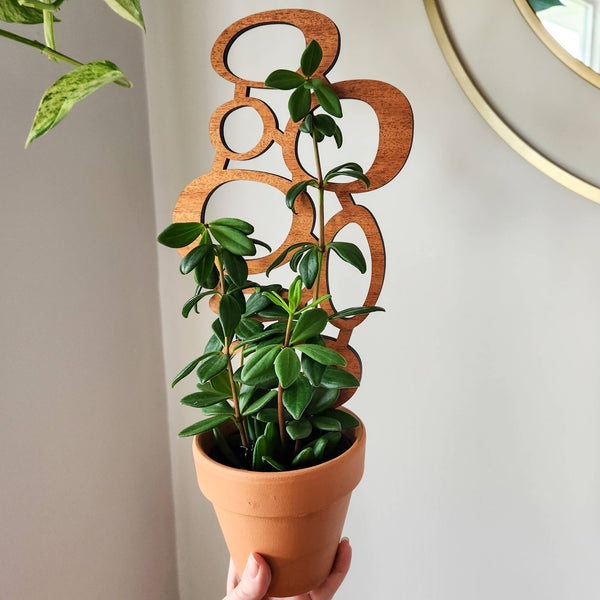 Mid-Century Indoor Plant Trellis (2 Sizes)