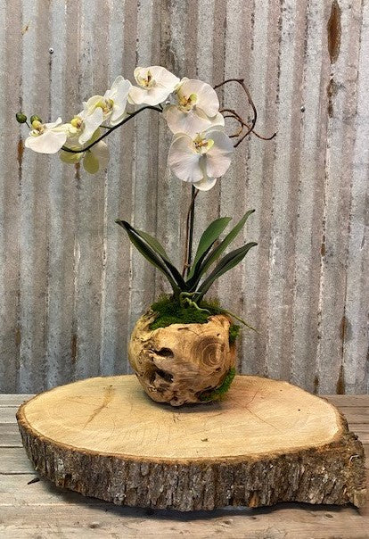 8" Orb Orchid (Single or Double)