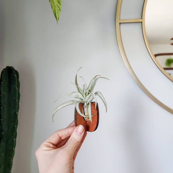 Wooden Air Plant Stand - Curved Sides