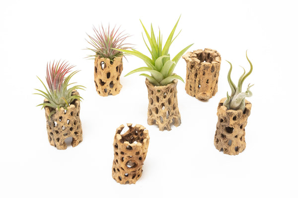 Natural Cholla Wood Container - 3"