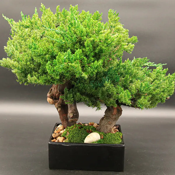 Preserved Bonsai (Double) - 8"