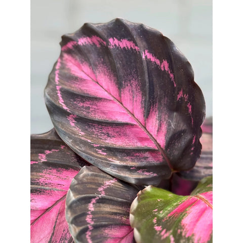 Calathea 'Crimson'