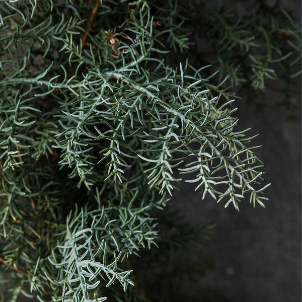 Juniper Wreath - Artificial