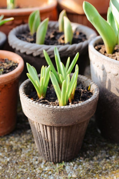 Simona - Raw Grey Pots