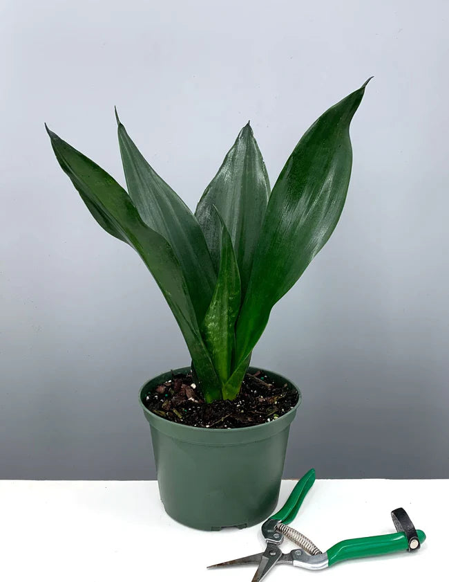 Sanseivaria "Black Dragon" | 4-inch