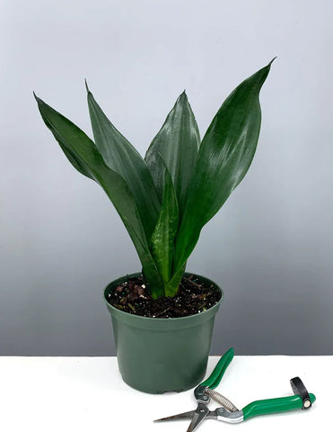Sanseivaria "Black Dragon" | 4-inch