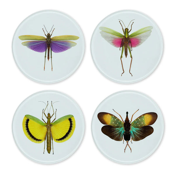 Glass Coasters | Set of 4