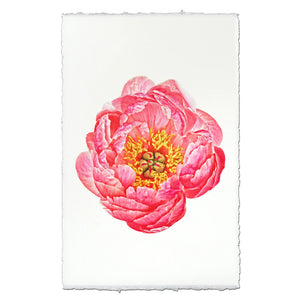 Coral Peony