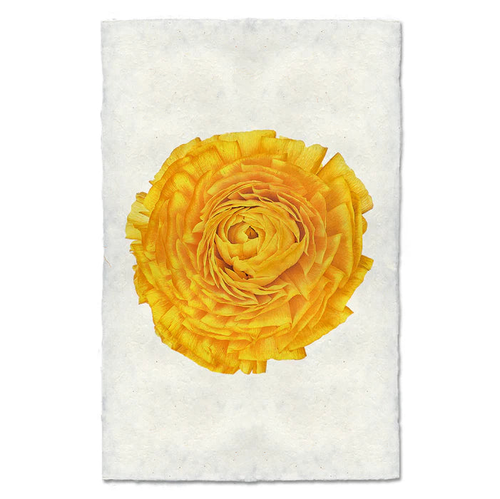 Soft Gold Ranunculus Gold Ranunculus – Lichen or Knot Plant Company LLC