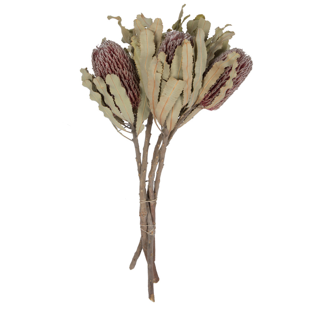 Banksia