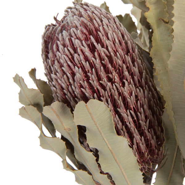 Banksia