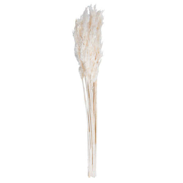 Bleached Plume Reed Bundle | 10 Stems
