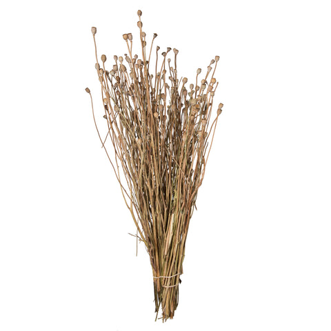 Poppy Pods 15"-20" | 10 stems