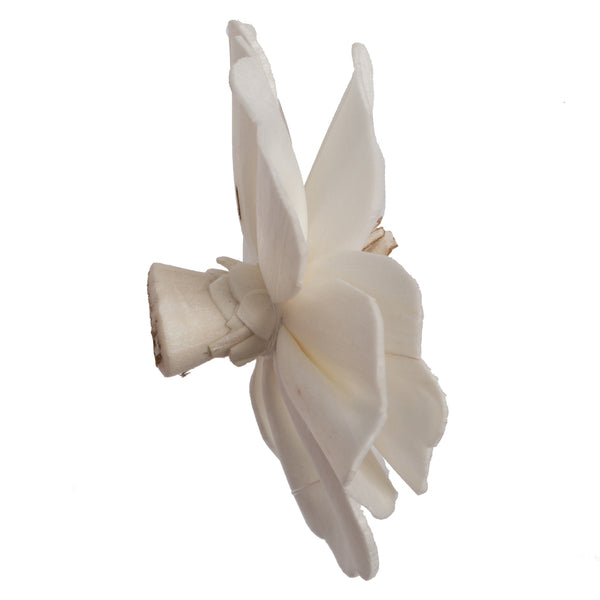 Natural Dried Anemone Sola Flower