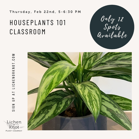 Houseplants 101 Classroom