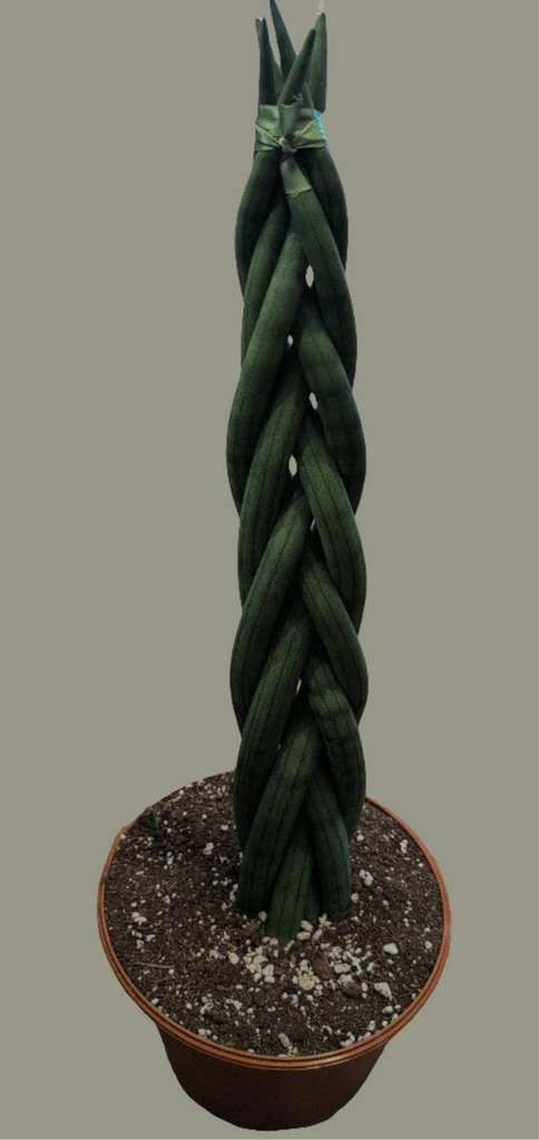 sansevieria braided plant Sansevieria cylindrica 'Braided form' – Lichen or Knot Plant Company LLC