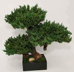 Triple Monterey Bonsai