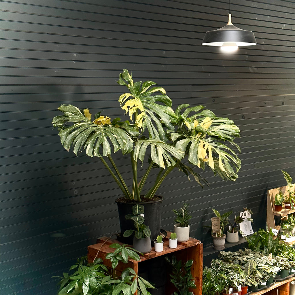 thai indoor plants 8" Monstera Thai Constellation