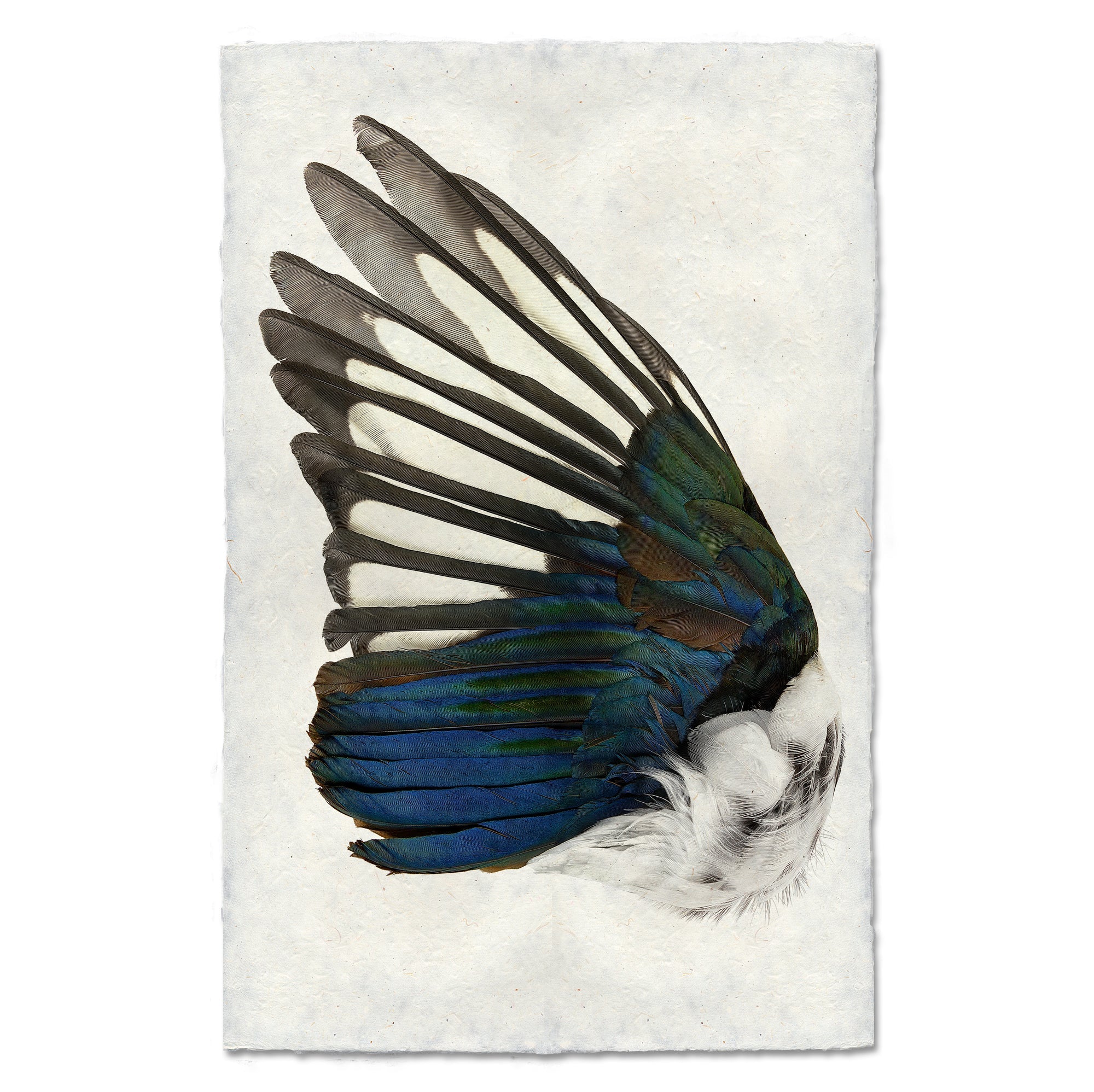 Magpie Wing (left) – Lichen or Knot Plant Company LLC