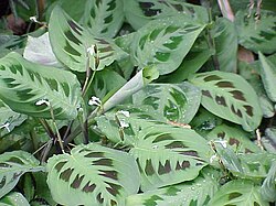 Calathea Leuconeura | Green Prayer Plant