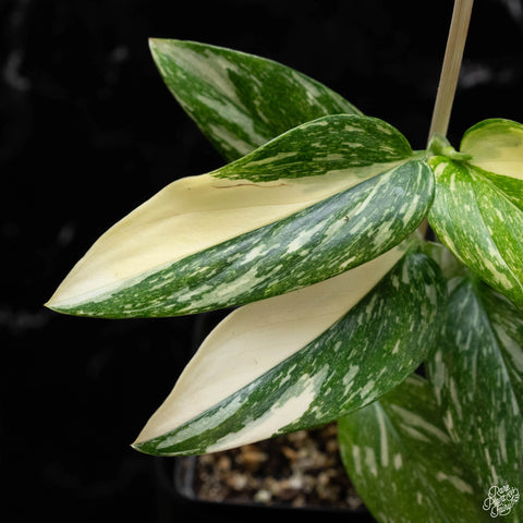 Monstera Standleyana Variegated | 6"