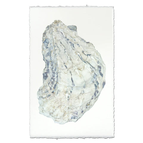 Oyster #15