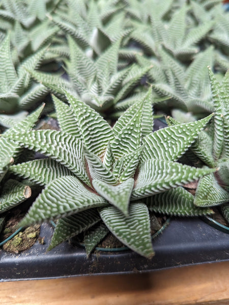 Haworthia Miami