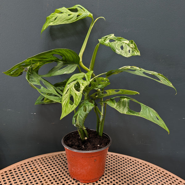 Monstera adansonii | Swiss Cheese Vine, Mint 6”