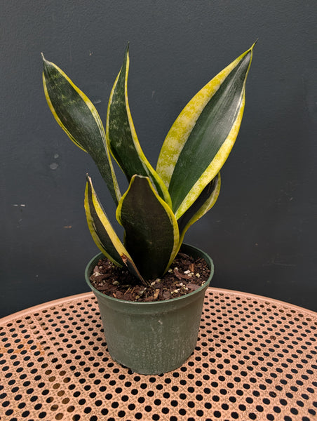 Sansevieria Black Flame