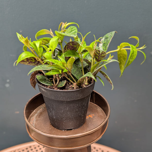Black Pagoda Lipstick Plant