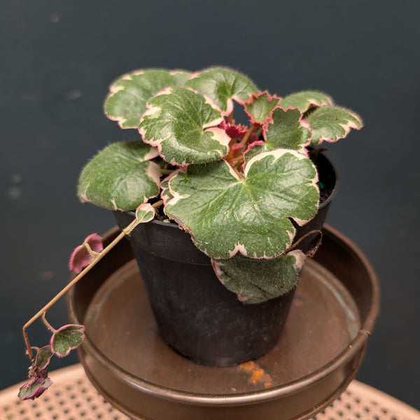 Begonia Strawberry