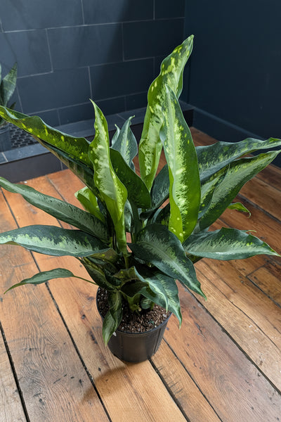 Dieffenbachia Puerto Rico
