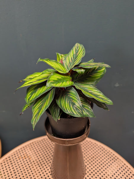 Calathea "Beauty Star"