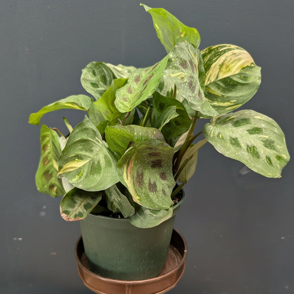 Maranta Beauty Kim